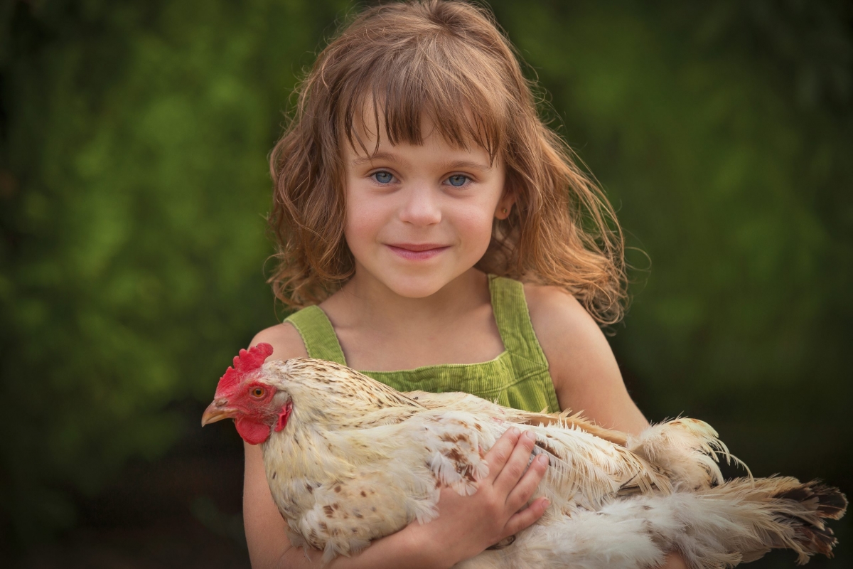 little girl and chicken